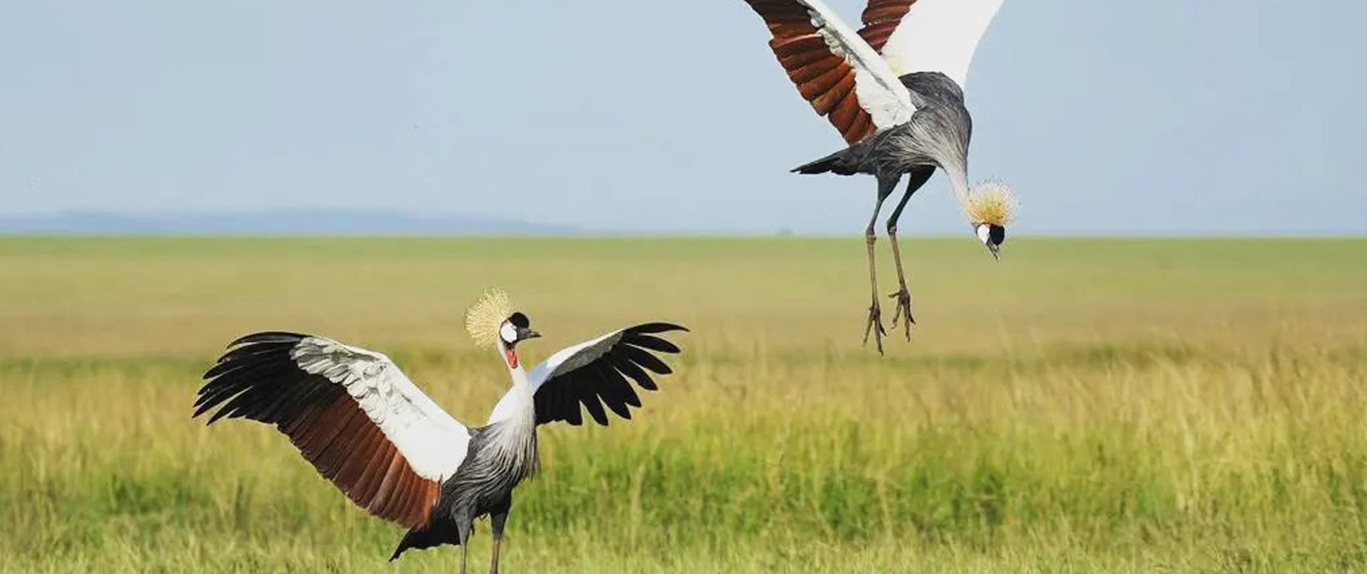 6 Days Tanzania Bird Watching Tour